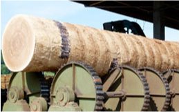 Debarking of logs of oak