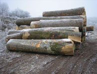 Beech logs first choice