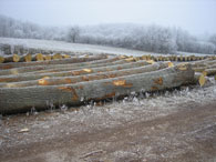 Oak logs with large diameters