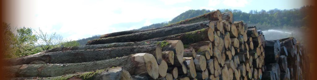 Oak logs in wet